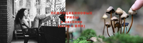 прущие грибы Бронницы